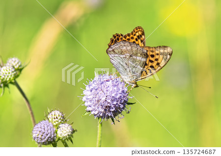 Close-up of vibrant silver-washed Fritillary butterfly (Argynnis paphia) with orange wings and green/silver underside perched on purple meadow devil's-bit scabious (Succisa pratensis) flower. 135724687