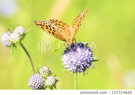 Close-up of vibrant silver-washed Fritillary butterfly (Argynnis paphia) with orange wings and green/silver underside perched on purple meadow devil's-bit scabious (Succisa pratensis) flower. Close-up of vibrant silver-washed Fritillary butterfly (Argynnis paphia) with orange wings and green/silver underside perched on purple meadow devil's-bit scabious (Succisa pratensis) flower. 135724688