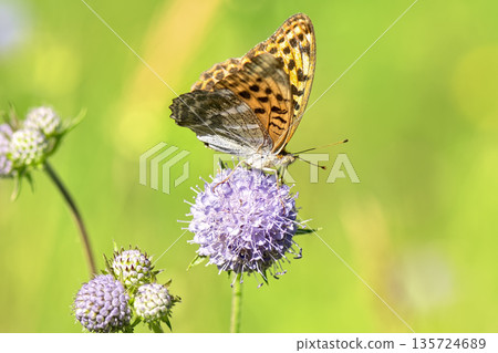 Close-up of vibrant silver-washed Fritillary butterfly (Argynnis paphia) with orange wings and green/silver underside perched on purple meadow devil's-bit scabious (Succisa pratensis) flower. Close-up of vibrant silver-washed Fritillary butterfly (Argynnis paphia) with orange wings and green/silver underside perched on purple meadow devil's-bit scabious (Succisa pratensis) flower. 135724689