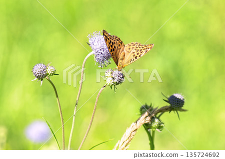 Close-up of vibrant silver-washed Fritillary butterfly (Argynnis paphia) with orange wings and green/silver underside perched on purple meadow devil's-bit scabious (Succisa pratensis) flower. 135724692