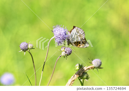 Close-up of vibrant silver-washed Fritillary butterfly (Argynnis paphia) with orange wings and green/silver underside perched on purple meadow devil's-bit scabious (Succisa pratensis) flower. Close-up of vibrant silver-washed Fritillary butterfly (Argynnis paphia) with orange wings and green/silver underside perched on purple meadow devil's-bit scabious (Succisa pratensis) flower. 135724694