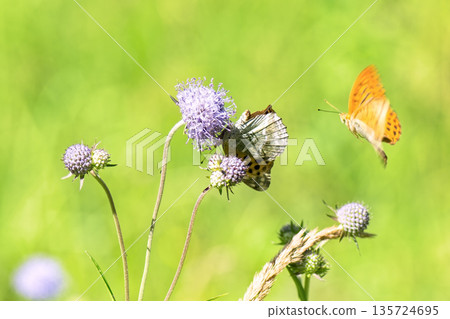 Close-up of vibrant silver-washed Fritillary butterfly (Argynnis paphia) with orange wings and green/silver underside perched on purple meadow devil's-bit scabious (Succisa pratensis) flower. Close-up of vibrant silver-washed Fritillary butterfly (Argynnis paphia) with orange wings and green/silver underside perched on purple meadow devil's-bit scabious (Succisa pratensis) flower. 135724695