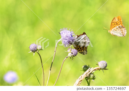 Close-up of vibrant silver-washed Fritillary butterfly (Argynnis paphia) with orange wings and green/silver underside perched on purple meadow devil's-bit scabious (Succisa pratensis) flower. Close-up of vibrant silver-washed Fritillary butterfly (Argynnis paphia) with orange wings and green/silver underside perched on purple meadow devil's-bit scabious (Succisa pratensis) flower. 135724697