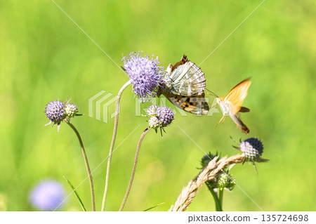 Close-up of vibrant silver-washed Fritillary butterfly (Argynnis paphia) with orange wings and green/silver underside perched on purple meadow devil's-bit scabious (Succisa pratensis) flower. 135724698
