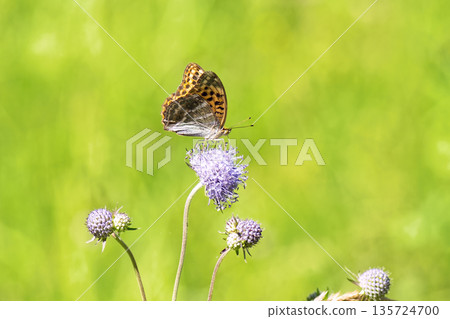 Close-up of vibrant silver-washed Fritillary butterfly (Argynnis paphia) with orange wings and green/silver underside perched on purple meadow devil's-bit scabious (Succisa pratensis) flower. 135724700