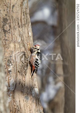 White-backed Woodpecker, Great Spotted Woodpecker, Great Spotted Woodpecker, Great Spotted Woodpecker, Hokkaido Wild Bird White-backed Woodpecker, Great Spotted Woodpecker, Great Spotted Woodpecker, Great Spotted Woodpecker, Hokkaido Wild Bird 135724702