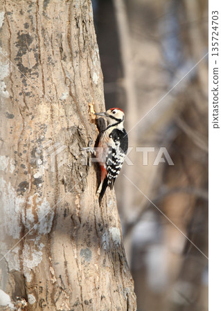 大斑啄木鳥,大斑啄木鳥,北海道野生鳥類大斑啄木鳥,大斑啄木鳥,大斑啄木鳥 大斑啄木鳥,大斑啄木鳥,北海道野生鳥類大斑啄木鳥,大斑啄木鳥,大斑啄木鳥 135724703