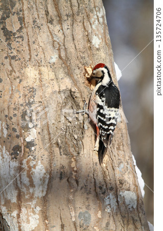White-backed Woodpecker, Great Spotted Woodpecker, Great Spotted Woodpecker, Great Spotted Woodpecker, Hokkaido Wild Bird 135724706