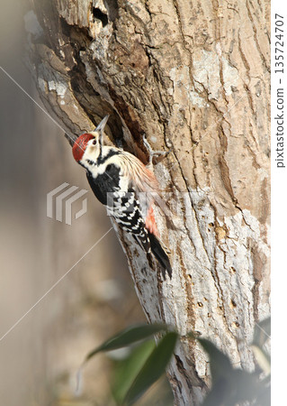 白背啄木鳥、大斑啄木鳥、大斑啄木鳥、大斑啄木鳥、北海道野鳥 135724707