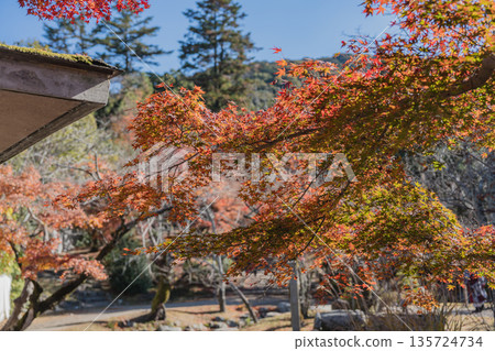 Autumn leaves at Maruyama Park Autumn leaves at Maruyama Park 135724734