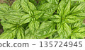 Green basil plantation. Garden natural organic food. Fresh organic green basil growing in the garden. High quality photo 135724945