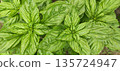 Green basil plantation. Garden natural organic food. Fresh organic green basil growing in the garden. High quality photo 135724947