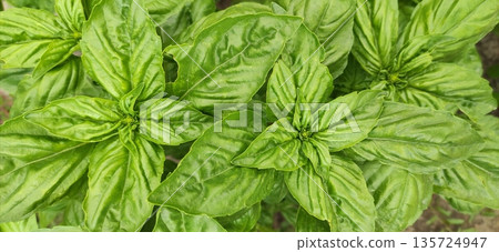 Green basil plantation. Garden natural organic food. Fresh organic green basil growing in the garden. High quality photo Green basil plantation. Garden natural organic food. Fresh organic green basil growing in the garden. High quality photo 135724947