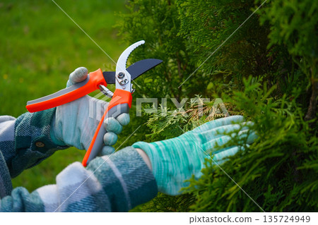 The gardeners hands, sleeves rolled up on a green plaid shirt, deftly maneuver the pruner to thin out the thujas interior, discarding the dry, yellow stems. The gardeners hands, sleeves rolled up on a green plaid shirt, deftly maneuver the pruner to thin out the thujas interior, discarding the dry, yellow stems. 135724949