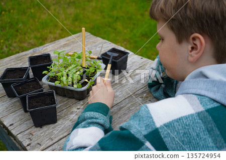 The farmer pots the asters, watering them lightly immediately after to reduce transplant shock. The farmer pots the asters, watering them lightly immediately after to reduce transplant shock. 135724954