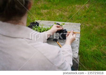 The farmer handles the slender aster stems gently while moving them to their new potted homes. The farmer handles the slender aster stems gently while moving them to their new potted homes. 135725018