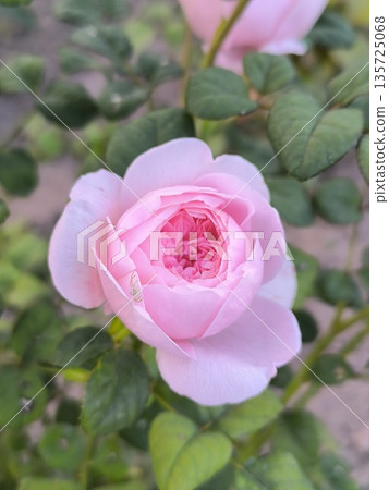 Rosy flower with light pink petals on the background of ornamental plants in the garden Rosy flower with light pink petals on the background of ornamental plants in the garden 135725068