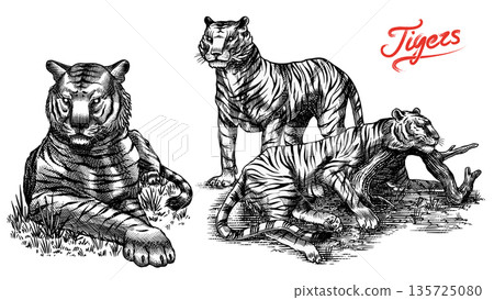 Realistic black and white Tigers drawing in very detailed old engraving style. Pen and ink used Realistic black and white Tigers drawing in very detailed old engraving style. Pen and ink used 135725080