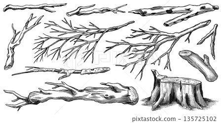 Collection of Bare tree branches. Leafless dry wooden elements. Sticks and twigs, stump and fallen Collection of Bare tree branches. Leafless dry wooden elements. Sticks and twigs, stump and fallen 135725102