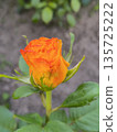 A branch of roses with beautiful yellow blooms against green leaves blooms in the garden. 135725222