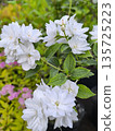 A branch of Philadelphus with beautiful white flowers against green leaves blooms in the garden. 135725223