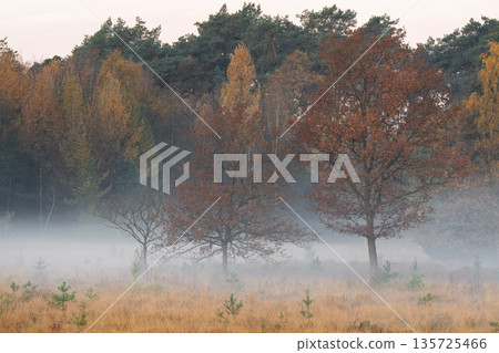 Ohligs Heather close to Solingen, Bergisches Land, North Rhine Westphalia, Germany Ohligs Heather close to Solingen, Bergisches Land, North Rhine Westphalia, Germany 135725466