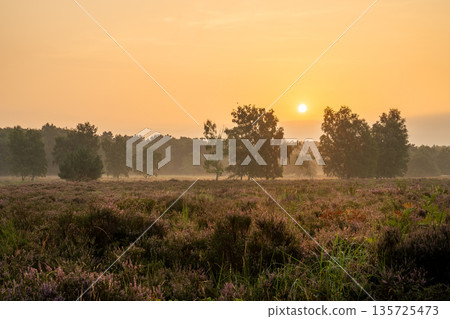 Wahner Heather, Bergisches Land, North Rhine Westphalia, Germany Wahner Heather, Bergisches Land, North Rhine Westphalia, Germany 135725473