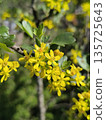 Beautiful flowers on the branch bloom in spring, delicate yellow Ribes aureum color 135725643
