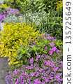 Perennials in the garden, birchbark and phylloxa with young leaves and flowers 135725649