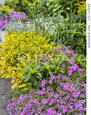 Perennials in the garden, birchbark and phylloxa with young leaves and flowers 135725649