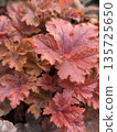 Perennial in the garden. Brightly colored leaves of Heuchera , young beautiful leaves 135725650