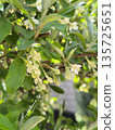 Elaeagnus multiflora flowers on a branch bloomed in the spring in the garden 135725651
