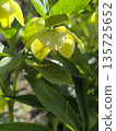 A flowering bush with delicate yellow drooping Helleborus flowers in the garden 135725652