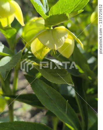 A flowering bush with delicate yellow drooping Helleborus flowers in the garden A flowering bush with delicate yellow drooping Helleborus flowers in the garden 135725652
