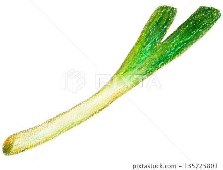 Green onion illustration oil pastel drawing Green onion illustration oil pastel drawing 135725801
