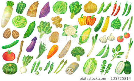 蔬菜插圖套裝，油畫棒繪畫 135725814