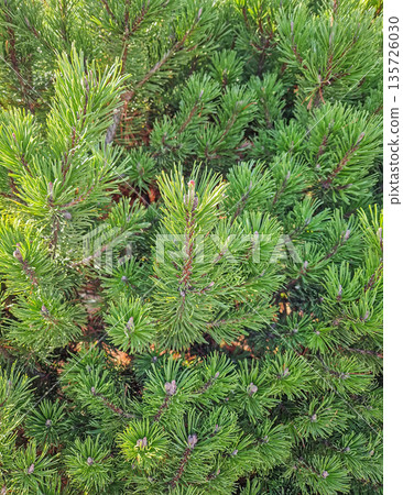 Close-up dense, vibrant green pine needles and branches of a dwarf pine or fir. Evergreen, richly textured coniferous foliage lit by sunlight Close-up dense, vibrant green pine needles and branches of a dwarf pine or fir. Evergreen, richly textured coniferous foliage lit by sunlight 135726030