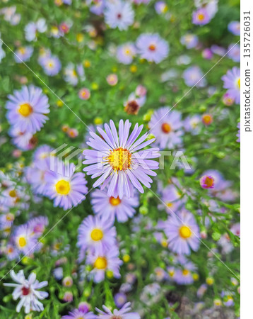 Close-up of a dense cluster of pale purple Aster amellus flowers (European Michaelmas Daisy) with bright yellow centers. The flowers are surrounded by green foliage and gently sway in the breeze Close-up of a dense cluster of pale purple Aster amellus flowers (European Michaelmas Daisy) with bright yellow centers. The flowers are surrounded by green foliage and gently sway in the breeze 135726031