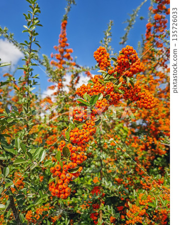 Close-up of a dense bush covered in masses of vibrant orange Narrowleaf Firethorn berries. The rich wildberries (Pyracantha angustifolia) fill the frame with autumnal colors 135726033