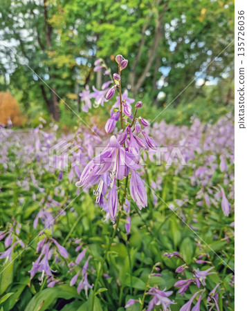 Close-up shot of a dense bed of Hosta plants in bloom. Lush green leaves and tall stalks bearing delicate, trumpet shaped lilac flowers Close-up shot of a dense bed of Hosta plants in bloom. Lush green leaves and tall stalks bearing delicate, trumpet shaped lilac flowers 135726036