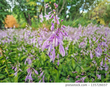 Close-up shot of a dense bed of Hosta plants in bloom. Lush green leaves and tall stalks bearing delicate, trumpet shaped lilac flowers 135726037
