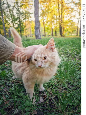 Close-up person hand petting a fluffy beige cat in the autumn park. Cute kitten gently petted on the head by the master. Relaxed kitty sits on the green grass and enjoy the attention 135726041