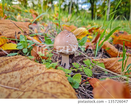 Small parasol mushroom growing on the forest ground, covered with fallen autumn leaves Small parasol mushroom growing on the forest ground, covered with fallen autumn leaves 135726047