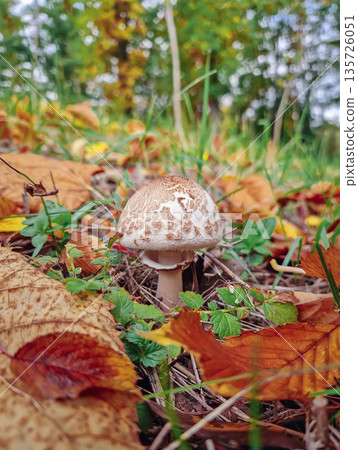 Small parasol mushroom growing on the forest ground, covered with fallen autumn leaves 135726051