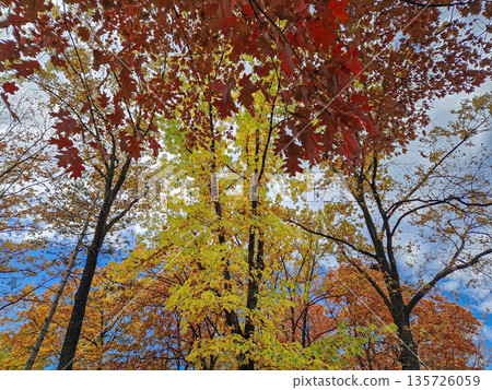 Low-angle shot looking up into the canopy of oak trees ablaze with vibrant fall colors. The leaves range from intense orange and red to lighter yellows, gently sway in the autumn breeze Low-angle shot looking up into the canopy of oak trees ablaze with vibrant fall colors. The leaves range from intense orange and red to lighter yellows, gently sway in the autumn breeze 135726059