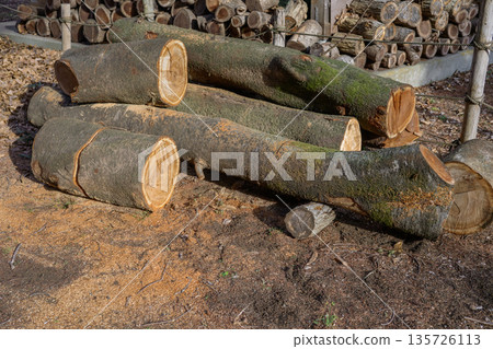 Recycling felled trees 135726113