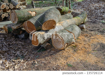 回收砍伐的樹木 135726114
