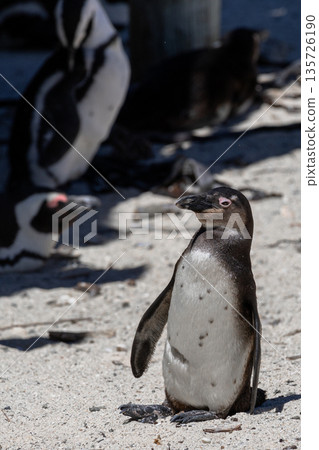 African spectacled penguin standing on a sandy beach at Boulders, South Africa. Wildlife and nature observation. Conservation concept. African spectacled penguin standing on a sandy beach at Boulders, South Africa. Wildlife and nature observation. Conservation concept. 135726190