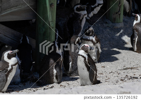 Colony of African spectacled penguins on Boulders Beach. Wildlife conservation and natural habitat concept. Biodiversity and ecology of South Africa. Colony of African spectacled penguins on Boulders Beach. Wildlife conservation and natural habitat concept. Biodiversity and ecology of South Africa. 135726192