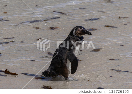 African spectacled penguin walking in shallow water at Boulders Beach. Wildlife conservation and natural habitat in South Africa tourism. 135726195
